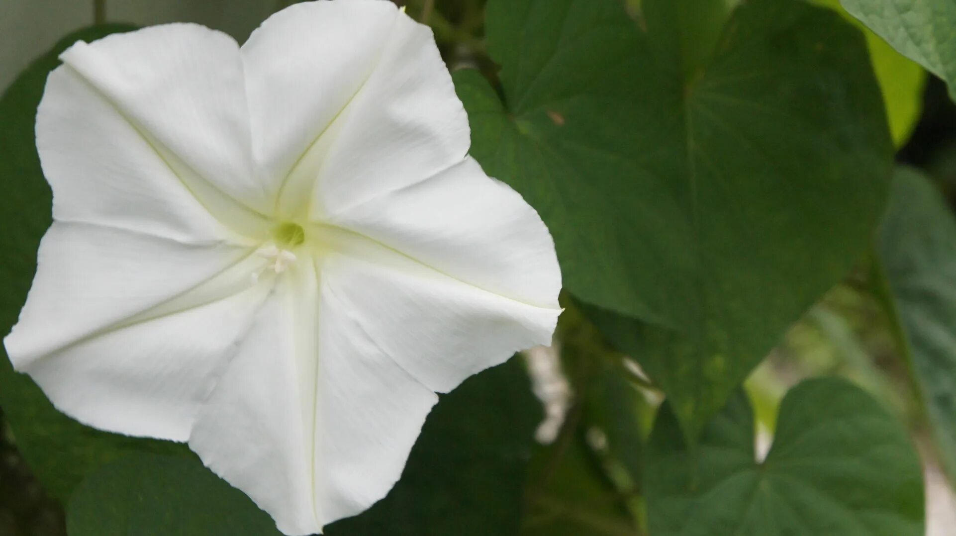 Ипомея скарлетт охара. Moonflower перевод. Moonflower перевод. Ипомея луноцвет. Moonflower перевод.