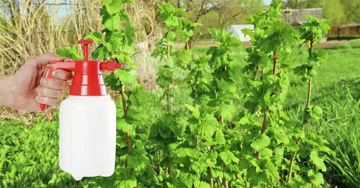 опрыскивание кустарников весной от вредителей. опрыскивание кустарников весной от вредителей. препарат для обработки деревьев. обработка деревьев весной от вредителей и болезней. опрыскивание кустарников весной от вредителей.