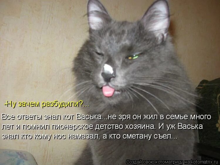 Кот васька подлежащее. Кот васька. кот васька пушистый. кот васька картинка. кот васька и сметана.