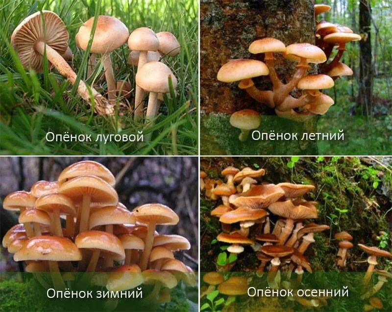 Как отличить опята от ложных опят. Осенние опята ложные и съедобные. опята и лжеопята. ложные опята и съедобные опята. опята грибы съедобные и несъедобные.
