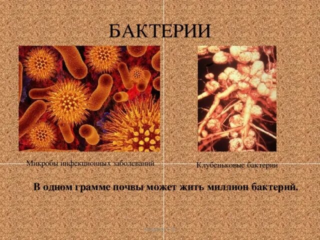 Экологическая биотехнология к б н Емельянова Е К