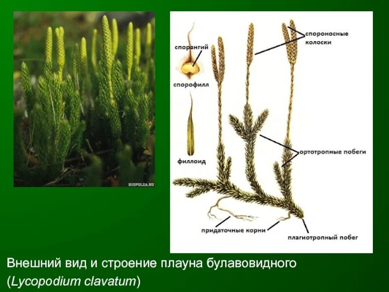 Хвощи это споровые растения весной появляются. Спороносный побег плауна. Ветвление побегов плауна. Ликоподиум плаун булавовидный. Спороносный колосок плауна булавовидного.