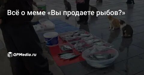 Мем коты рыбов