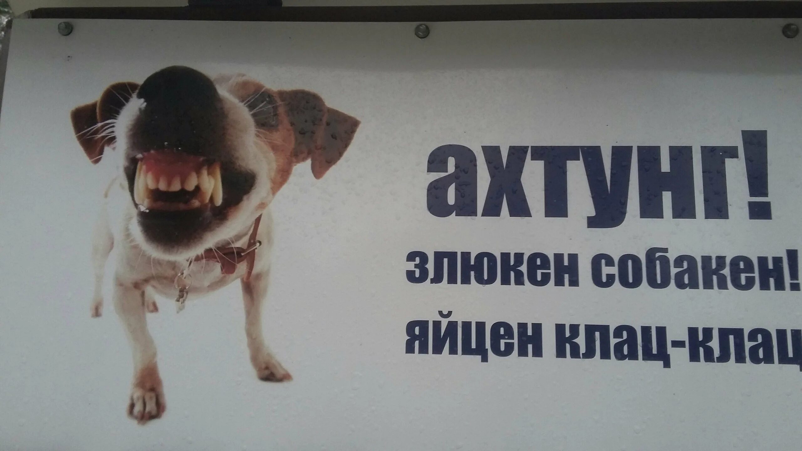 Ахтунг ахтунг ди дойчен. Злюкен собакен. злюкен собакен яйцен. злая собака яйцен клац клац табличка. ахтунг злюкен собакен за яйцен клац клац табличка.