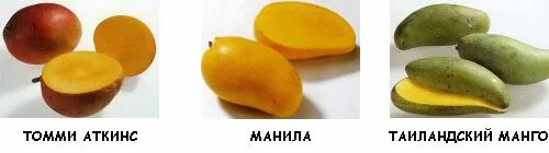 Манго полезные свойства и противопоказания для женщин. Манго витамины. Что полезного в манго. Чем полезно манго. Какие витамины в манго.
