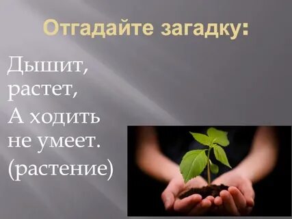 Дышит растет