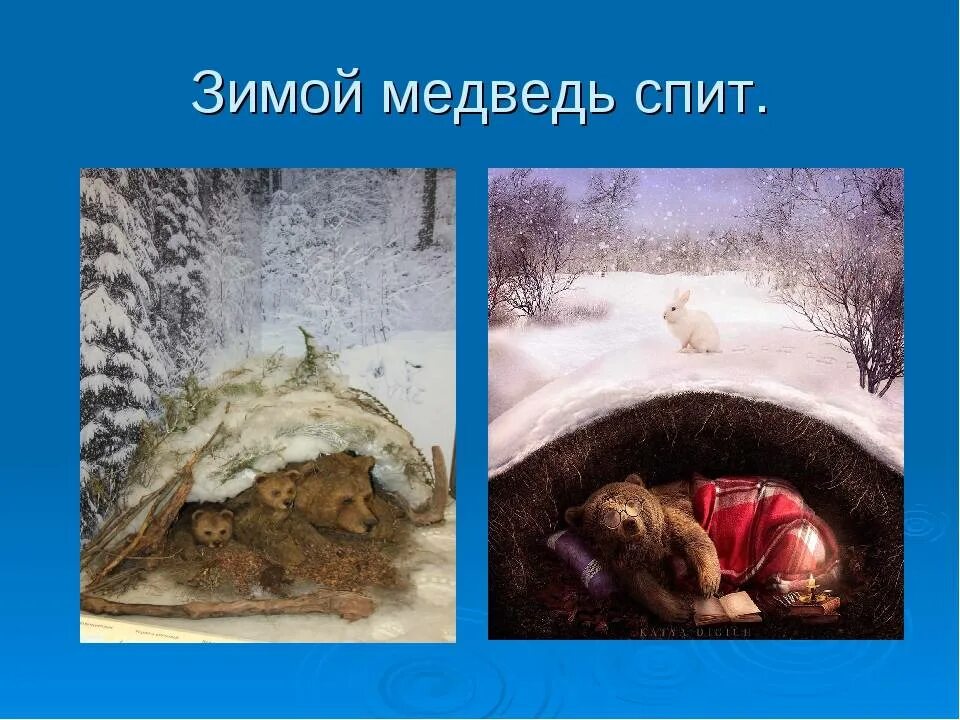 Медведь готовится к зиме. Медведь в спячке в берлоге.