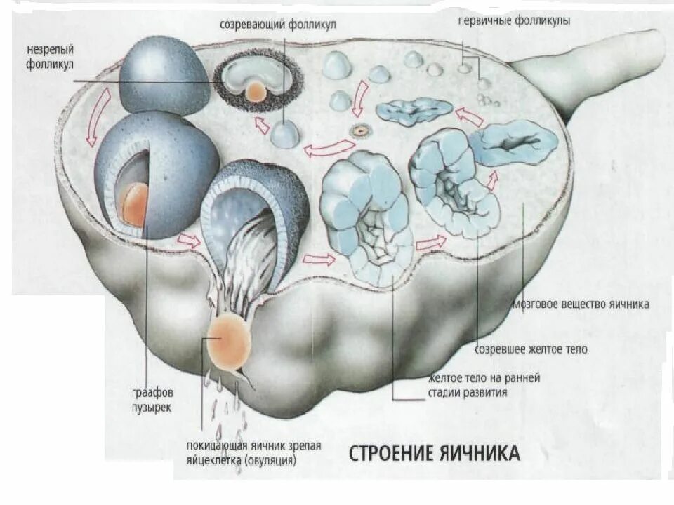 Строение яичника анатомия края. Яичники у женщин анатомия. Яичник анатомия строение внешнее. Яичника анатомия ворота яичника. Фолликулы созревают в