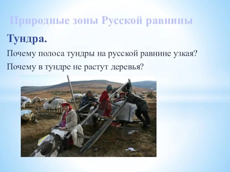 Почему в тундре не растут деревья. Тундра русской равнины. Полосы в тундре. Почему полоса тундры на русской равнине узкая.