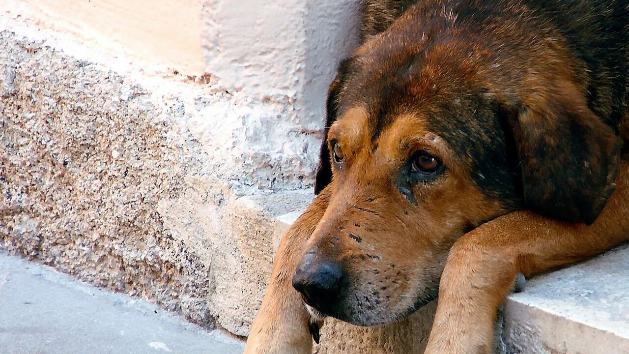 Homeless dog. Бродячие собаки. Бездомный пес. Homeless dog. Уличные собаки.