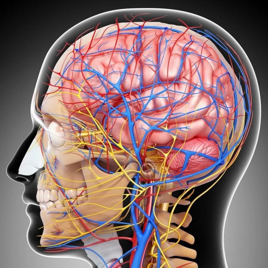 Головная боль сосуды головы. Сосуды головы и шеи. Сосуды шеи и головы фото. Экстракраниальные сосуды головного мозга.