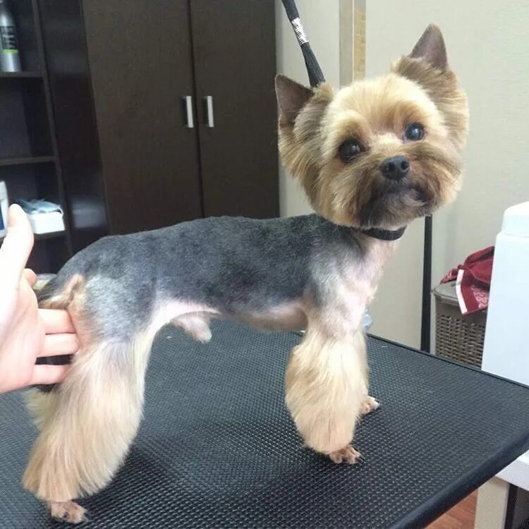 терьер йоркширский стриженный. йоркширский терьер стрижки. стрижка йорка мальчика в домашних условиях пошаговое. стрижка йорка вид сзади. стрижка лап у йорка.