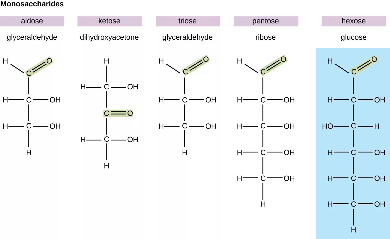 Monosaccharides. Classification and structure of monosaccharides.. Моносахариды по числу углеродных атомов. Октозы примеры. Синтезируется цепь содержащая рибозу