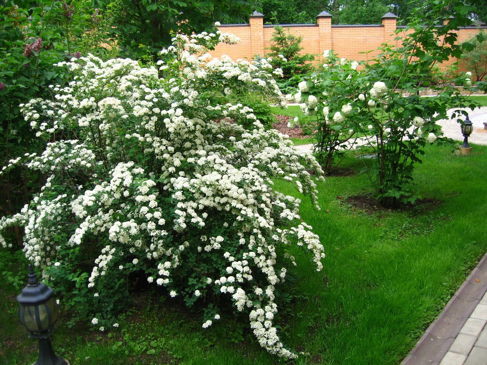 Спирея Вангутта. Спирея японская Вангутта. Спирея Вангутта (Spiraea vanhouttei). Спирея Ван-Гутта (Spiraea vanhouttei). Спирея декоративные кустарники фото