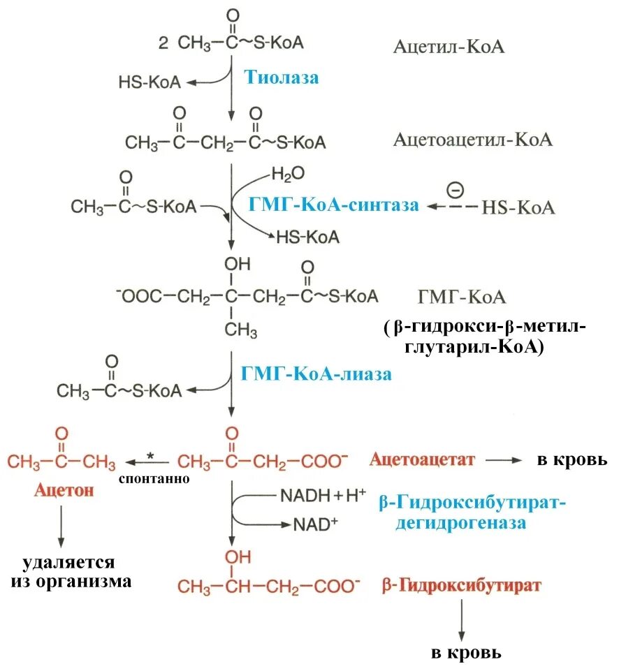 Молекула ацетил коа. Ацетил КОА Синтез кетоновых тел. Реакция синтеза кетоновых тел в печени. Биосинтез кетоновых тел биохимия. Синтез кетоновых тел биохимия реакции.