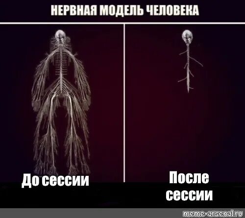 Что будет после сессии. Нервная система Мем. Нервная система прикол. До сессии после сессии. Сессия нервы.