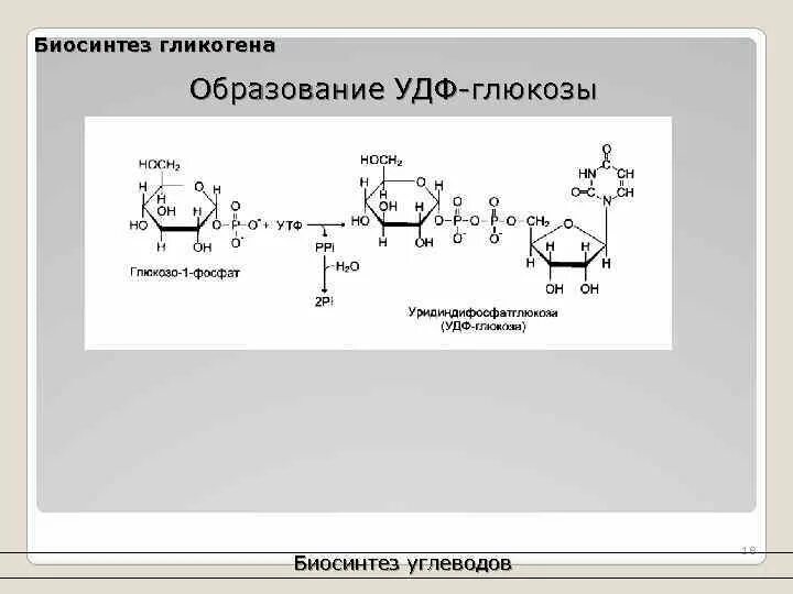 Биосинтез гликогена. Превращение гликогена в глюкозо 1 фосфат. Реакция образования УДФ Глюкозы. УДФ Глюкоза Синтез гликогена. Глюкозо 1 фосфат АТФ УДФ Глюкоза пирофосфат.