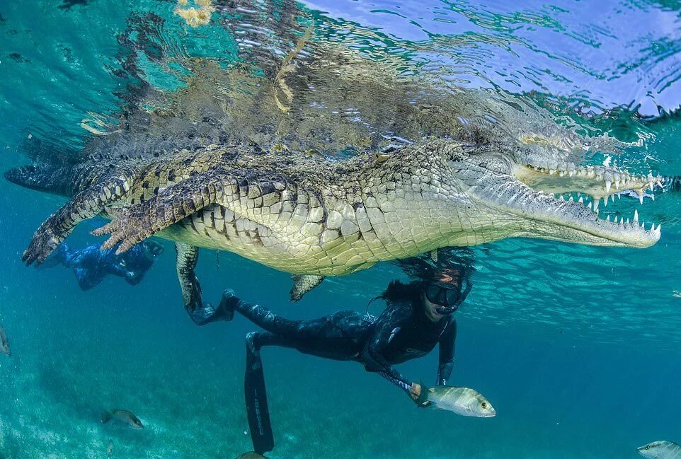 Крокодилы на шри ланке. Шри Ланка крокодилы. Крокодил плавает. Крокодил плывет. Плавание с крокодилами.