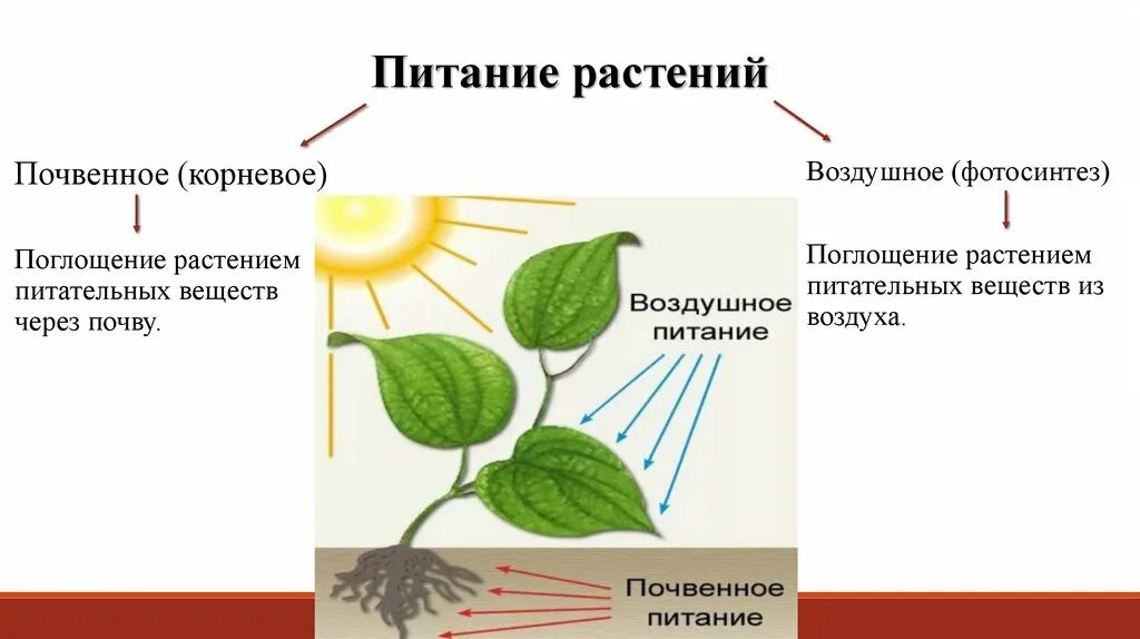 Воздушное и Корневое питание растений. Воздушное питание растений фотосинтез схема. Биология 6 класс минеральное питание (почвенное ) питание растений. Питание растений минеральное питание фотосинтез.