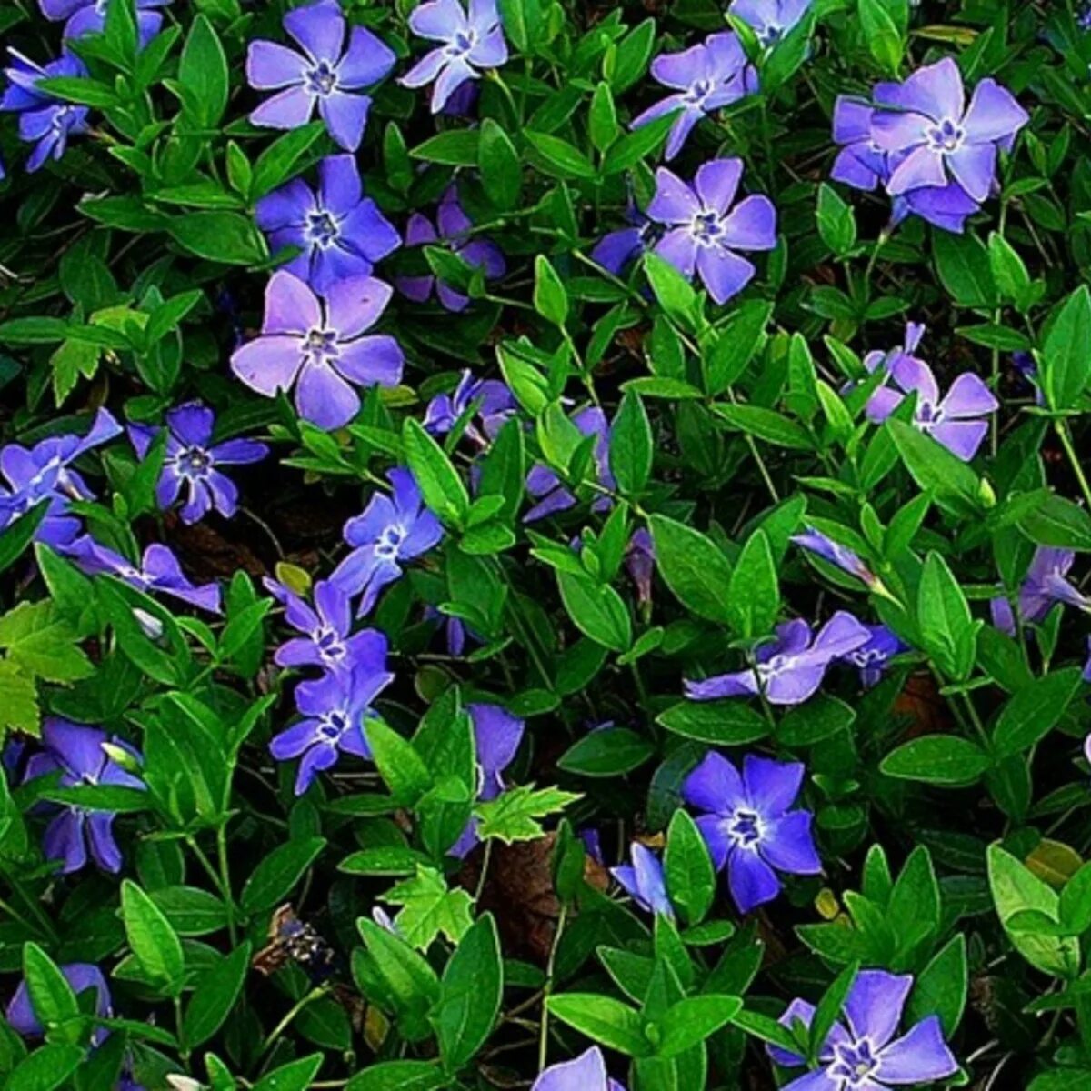 Барвинок малый Иллюминейшн. Барвинок малый (Vinca Minor).