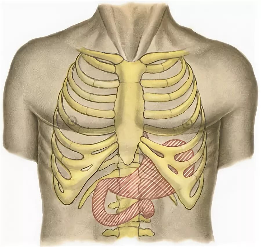 Снизу по середине. Скелетотопия поджелудочной железы. Желудок и ребра расположение.