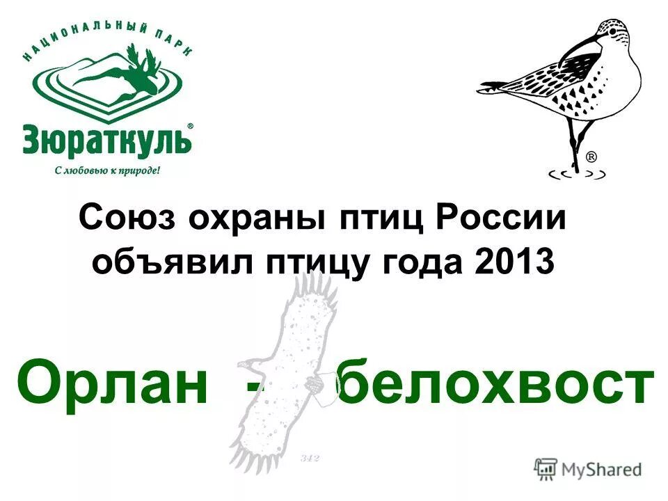 Союз охраны птиц россии птица года 2024
