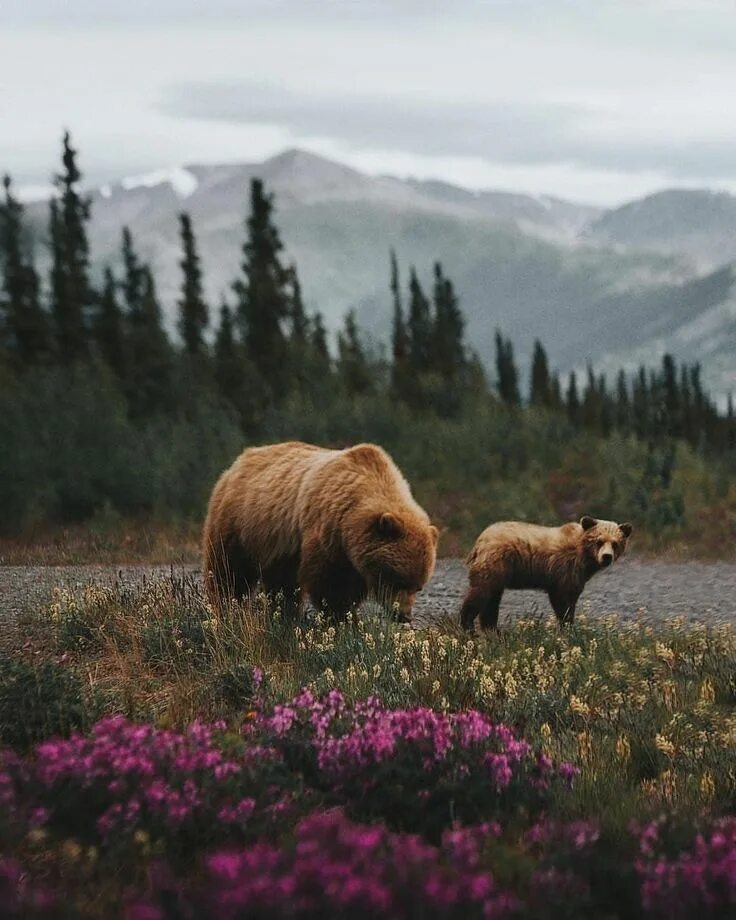 Вокруг была дикая природа. Камчатка Тайга. Дикая природа. Пейзаж с медведями. Медведь гора.