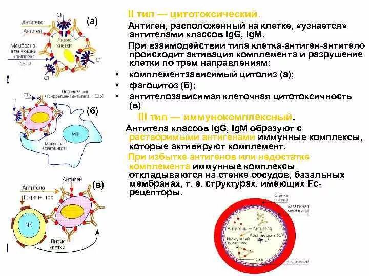 Цитотоксический иммунный ответ. Разрушение антител. Цитотоксический Тип антитело на клетке. Клеточная цитотоксичность. Антителозависимая цитотоксичность иммунология.