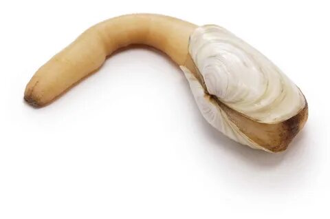 Discover The World's Largest Geoduck - AZ Animals.