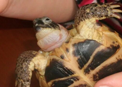 Среднеазиатская черепаха ожирение. У сухопутной черепахи опухли глаза. Глаза сухопутной черепахи.