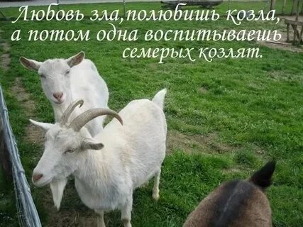 Что ты сказала коза