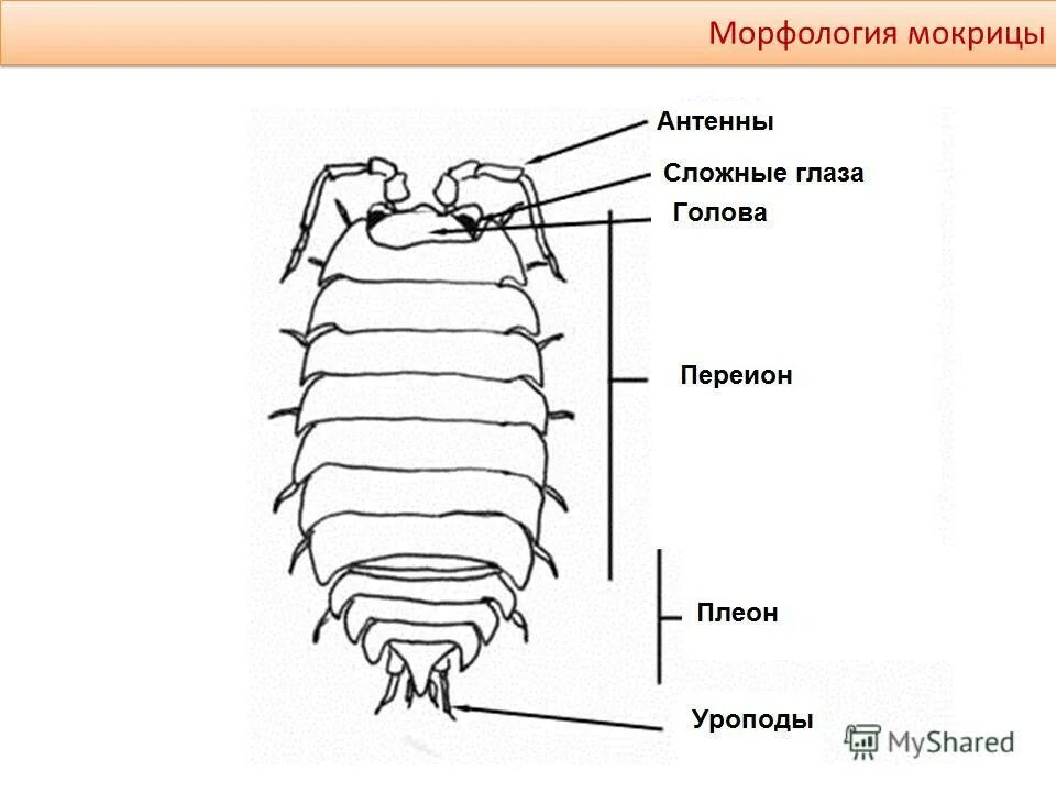 Чешуйнийницы строение. Строение мокрицы. Мокрицы общее строение. Внешнее строение мокрицы. Внешнее строение мокрицы.