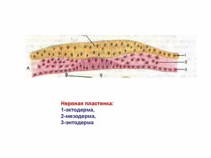Закладка нервной пластинки