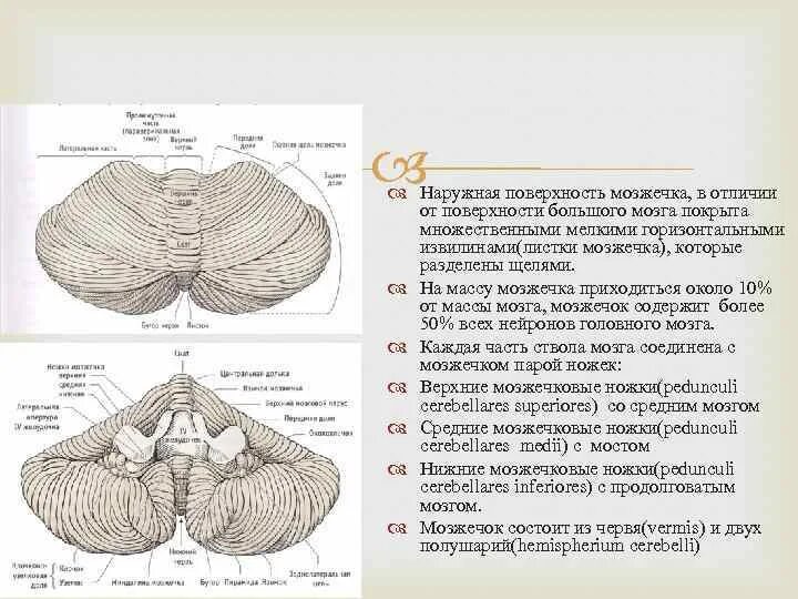 Анатомия мозжечка на кт. Строение мозжечка на кт. Листок червя мозжечка. Разрез мозжечка в горизонтальной плоскости.