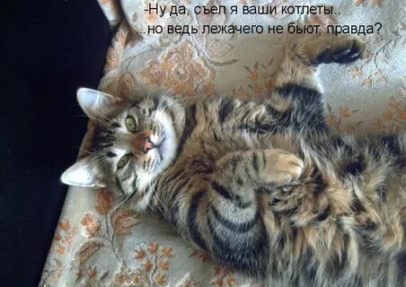 Ласки просит