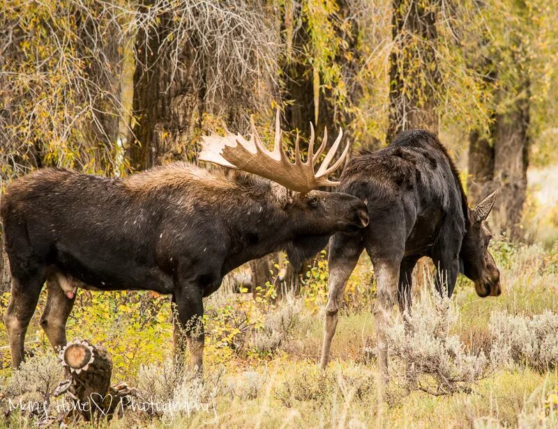 семья лосей. друг лося. лось в сибири. лось мультяшный. друг лося.