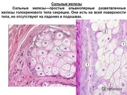 Кожные железы отсутствуют