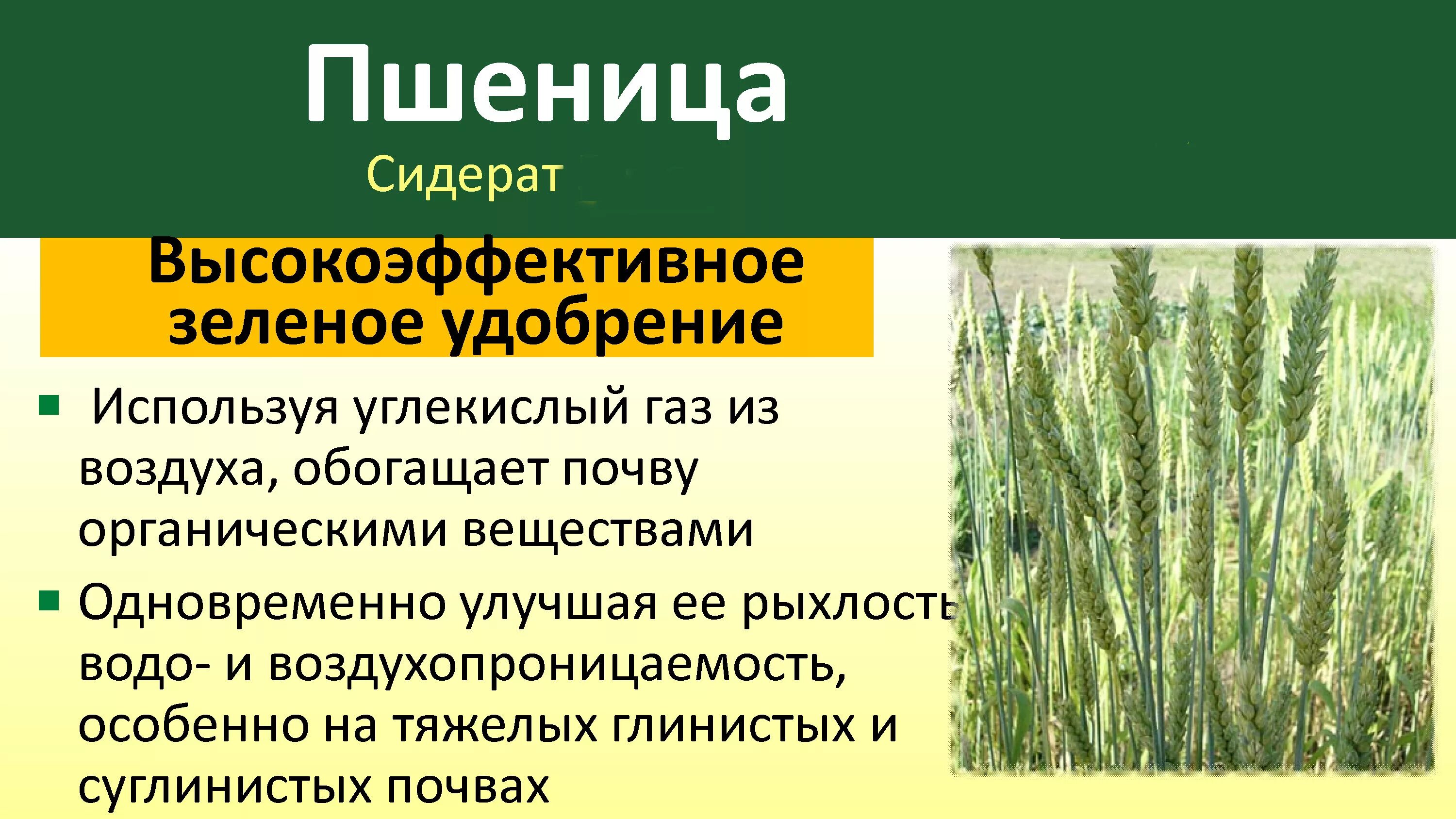 Пшеница сидерат. Пшеница озимая сидерат. Сидераты. Пшеница. Зеленое удобрение 1кг. Пшеница одно растение. Может ли пшеничный