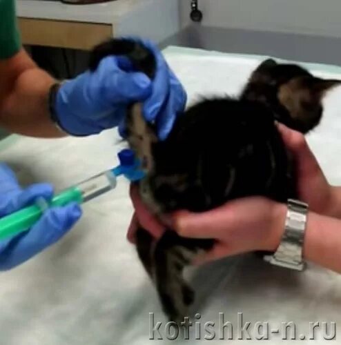 Как сделать клизму коту. Как сделать клизму коту