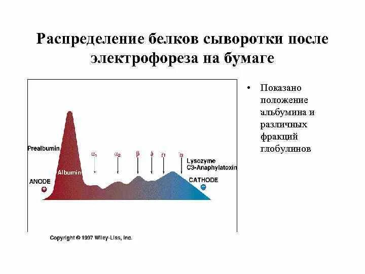 Нарушение соотношения белковых фракций. Электрофорез белковых фракций норма.