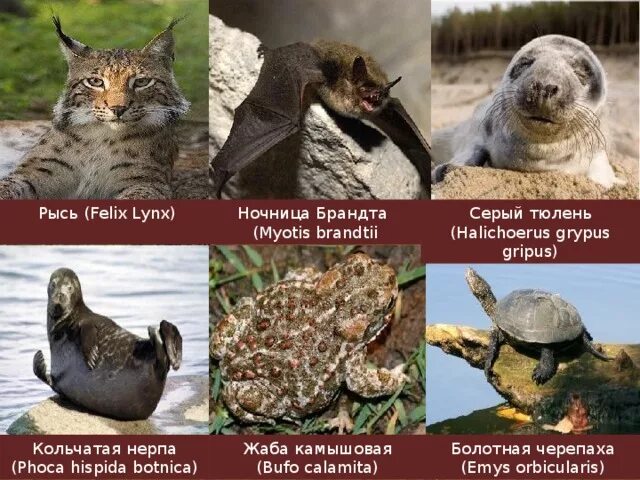 Название животных которые нуждаются в охране