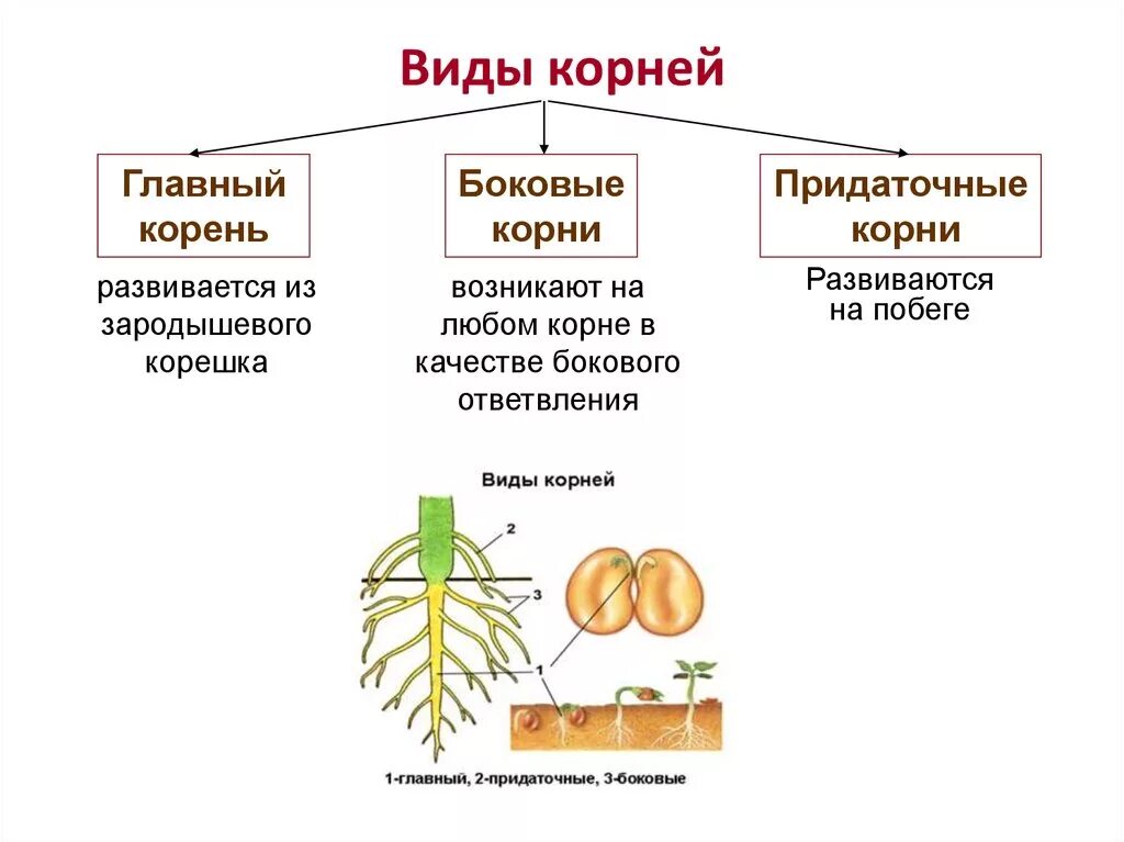 Вегетативные органы растений: корень, побег, стебель, почки, лист.. Строение . Функции . Типы корневых систем. Главный корень зародыша развивается