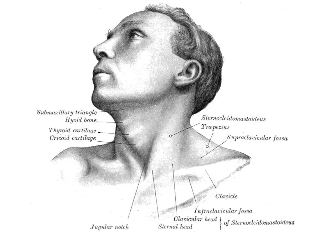 Шея снизу. Supraclavicular лимфоузлы. Как называются кости возле шеи спереди. Кость под шеей спереди.