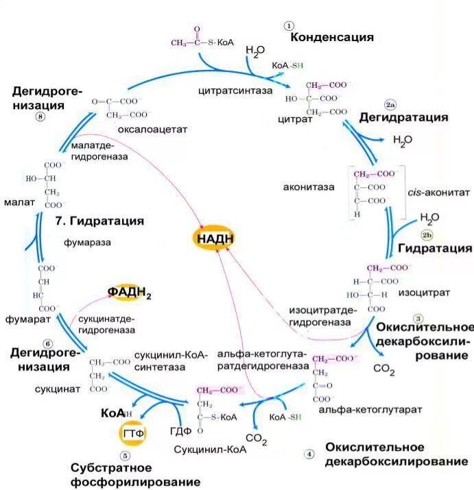 Происходят циклические реакции. Ацетил КОА цикл Кребса. Цикл трикарбоновых кислот биохимия кратко. Цикл трикарбоновых кислот АТФ. Общая схема цикла Кребса.