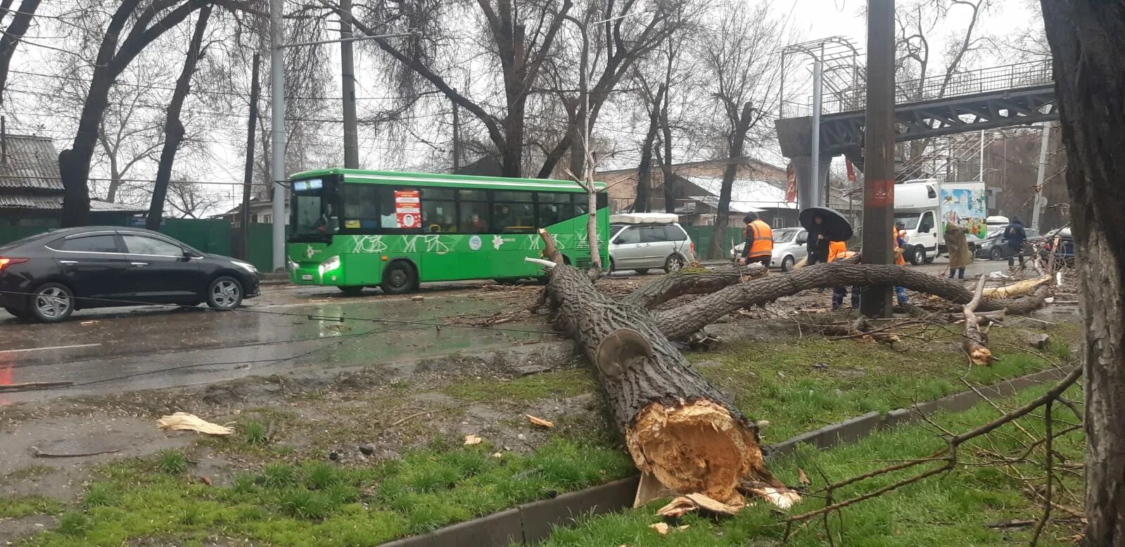 Буря в алматы сегодня. Упавшее дерево. Упавшее дерево на дороге. Ураган Алматы.