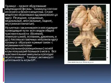 Основную массу переднего мозга образует серое вещество