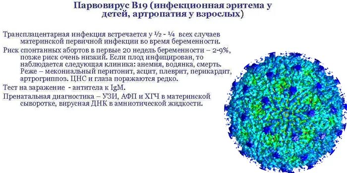 Парвовирус у детей лечение. Парвовирус b19 инфекционная эритема. Парвовирусная в19 инфекция сыпь.