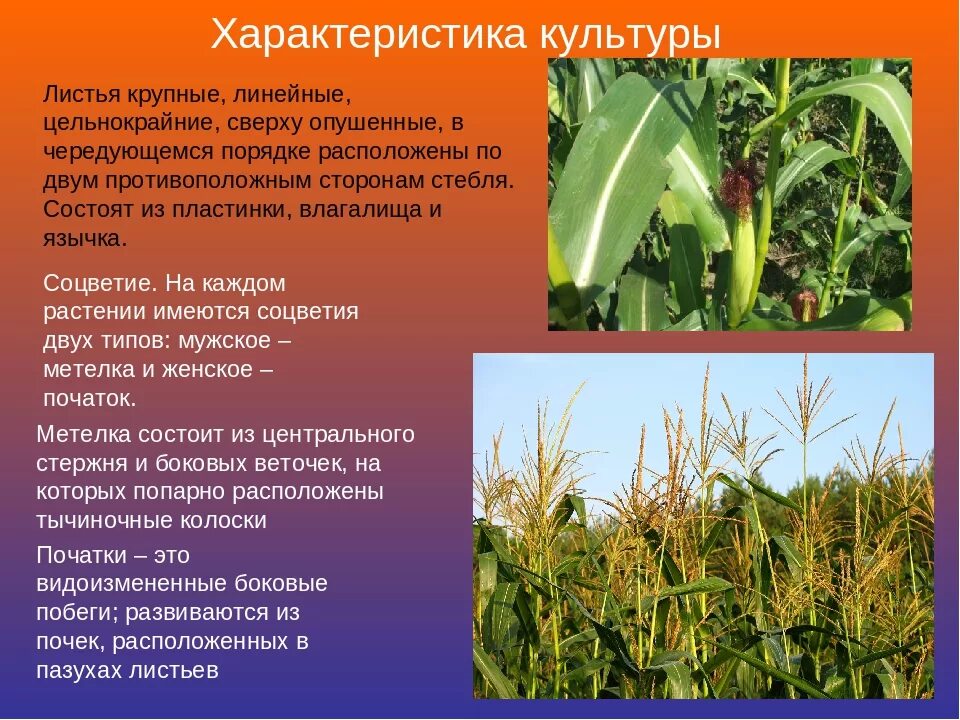 Кукуруза доклад 3 класс. Кукуруза описание. Кукуруза культурное растение. Кукуруза растение описание. Кукуруза краткая характеристика.