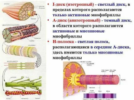 Изотропный это