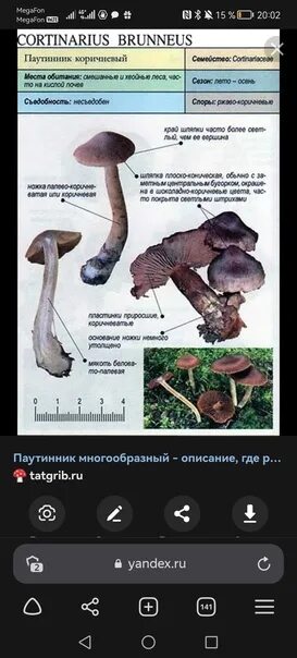 Паутинник кроваво-красный. Гриб паутинник съедобный или ядовитый. Паутинник фиолетовый ядовитый. Паутинник гриб ядовитый фиолетовый. Гриб паутинник съедобный или ядовитый.